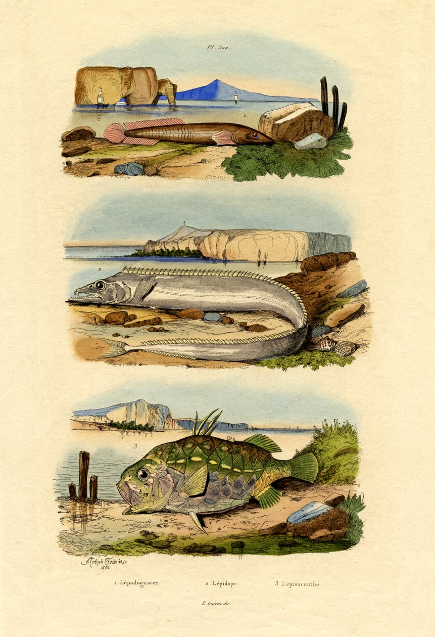 Strandklintfisk, 1833-39 av French School