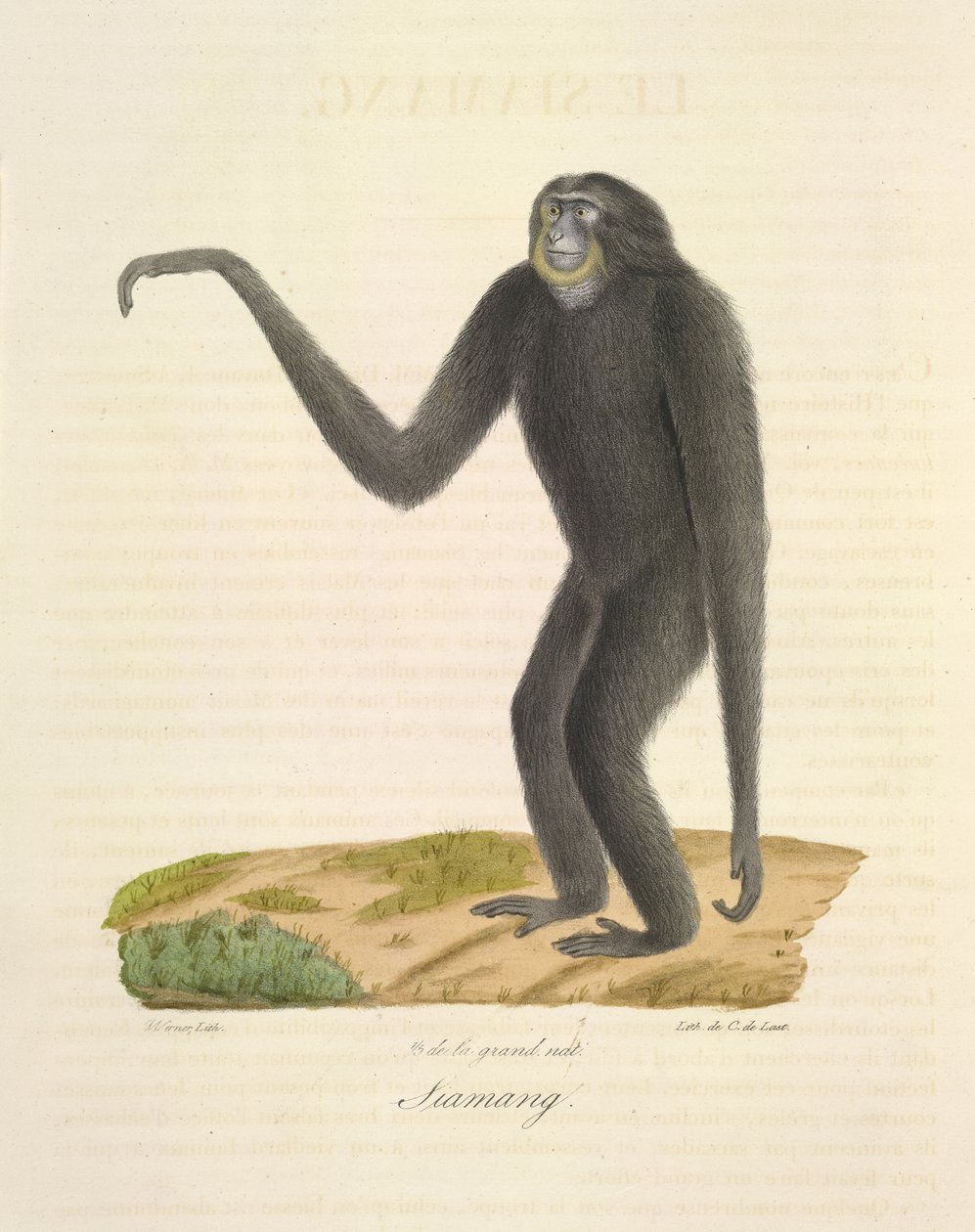 Siamang, from Histoire Naturelle des Mammifères (colour litho)   1349937   no       norwegian Successfully Translated  Original: Saint Germain, LAuxerrois Translat: Saint Germain, L