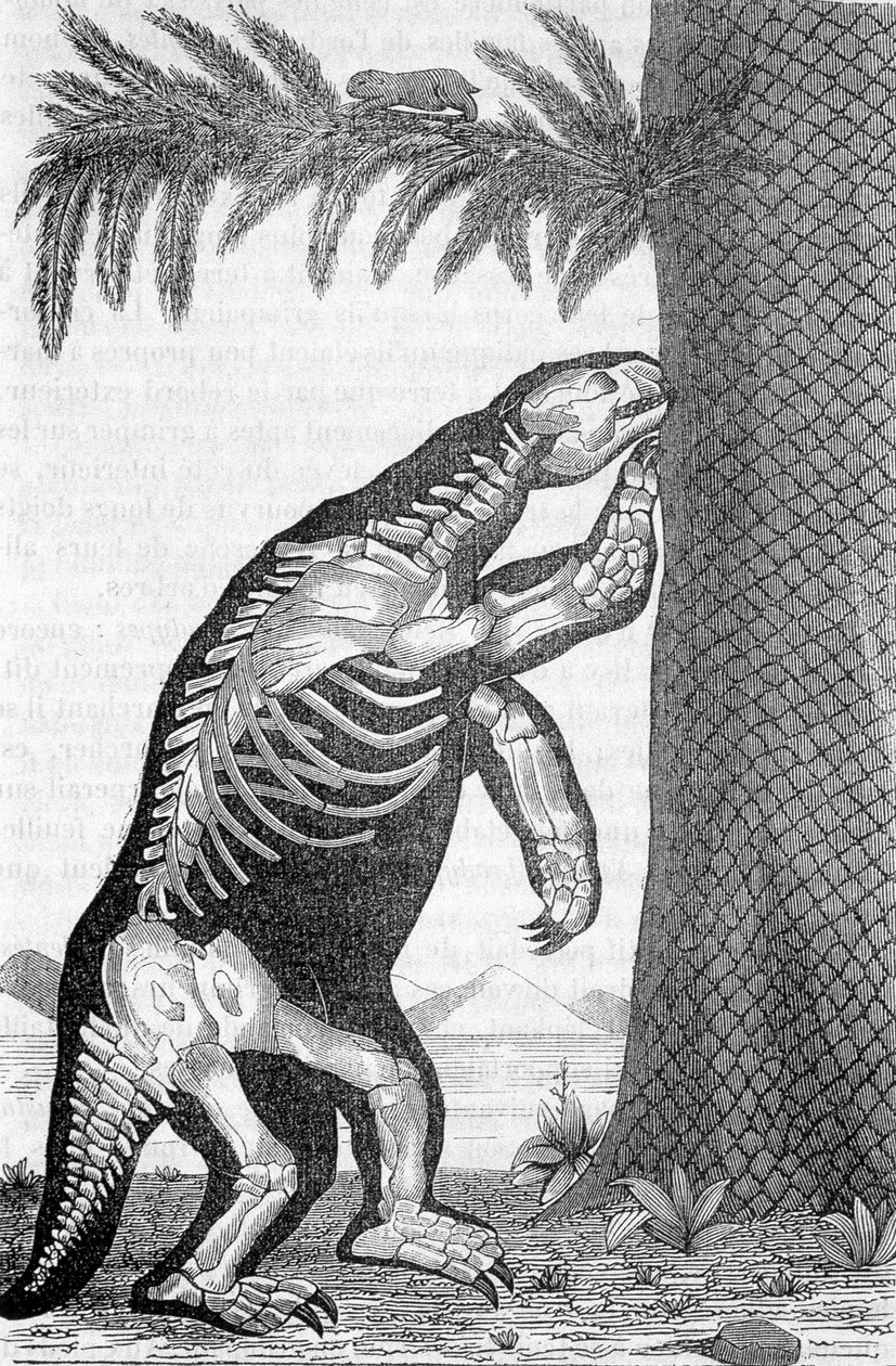 Skelett av megaterium - i "Verden før menneskets skapelse" av Camille Flammarion av French School