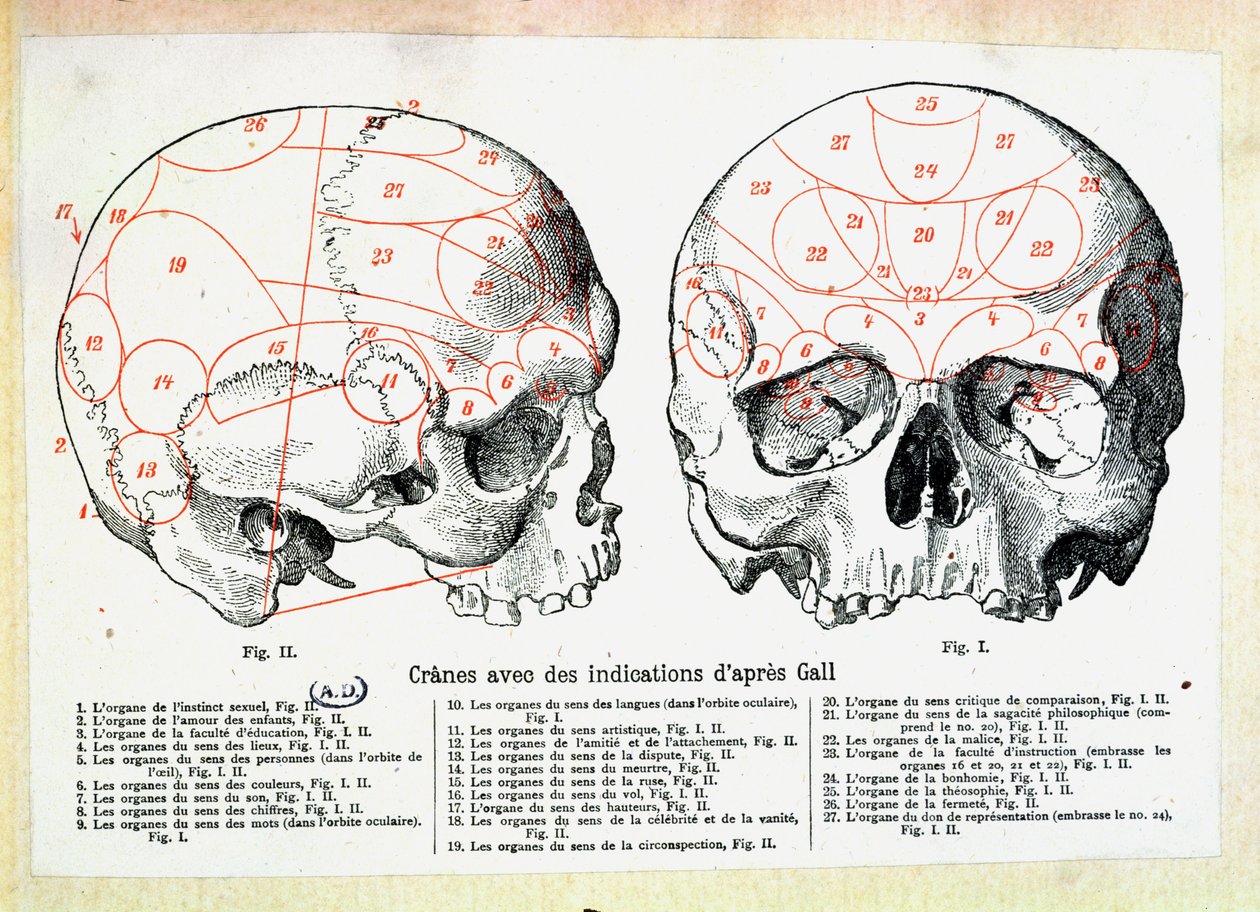 Hodeskalle med frenologiske indikasjoner etter Franz Josef Gall (1758-1828) av French School
