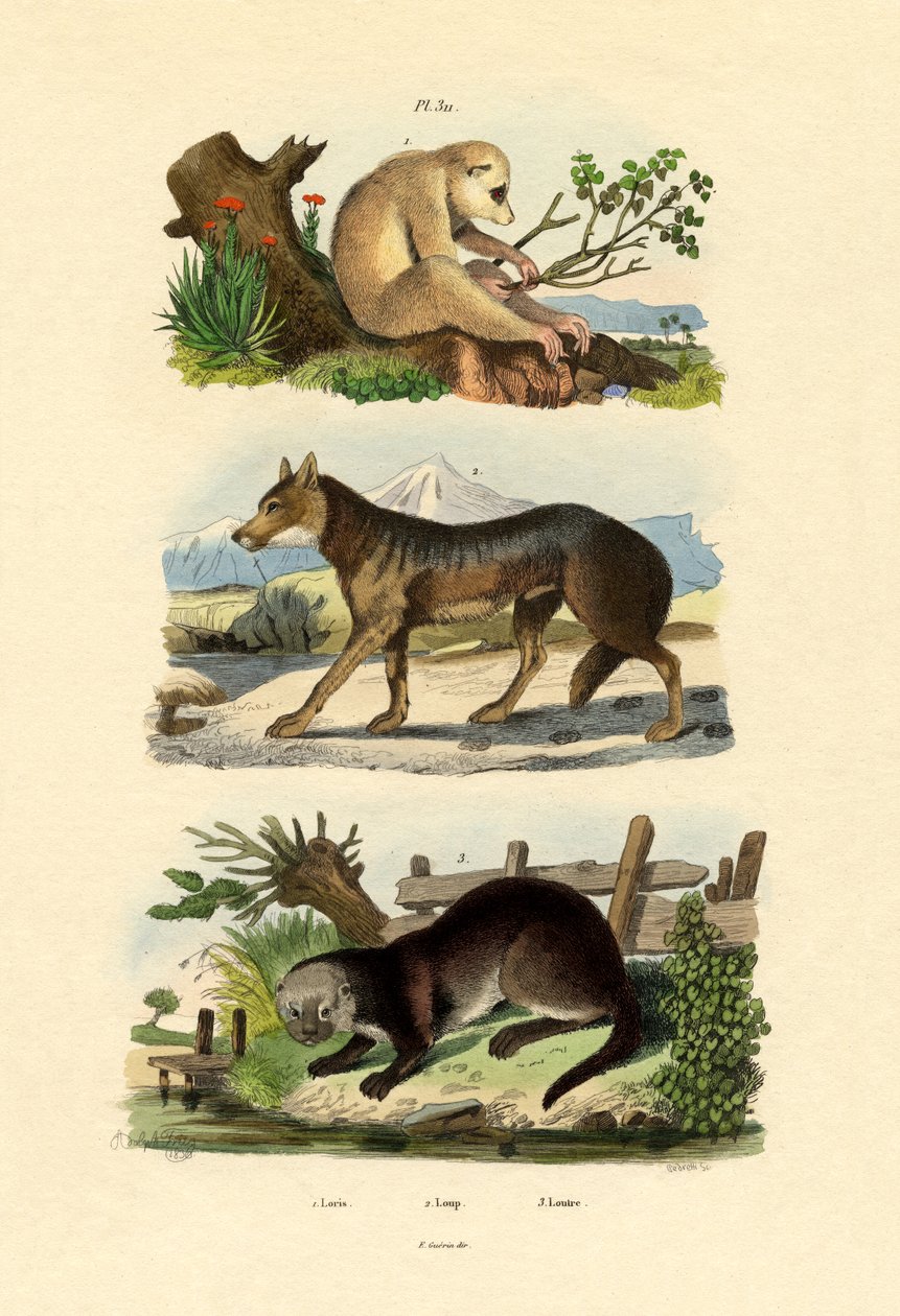 Sloth Ape, 1833-39 av French School