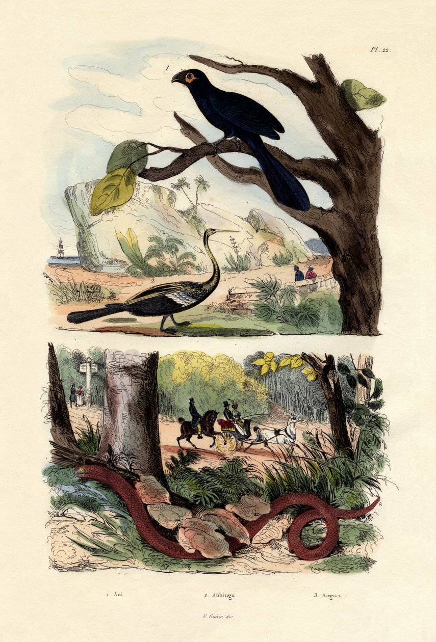 Glattnebb Ani, 1833-39 av French School