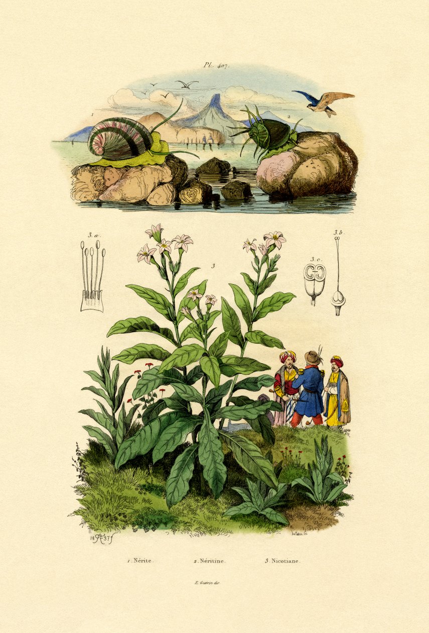Snegler, 1833-39 av French School