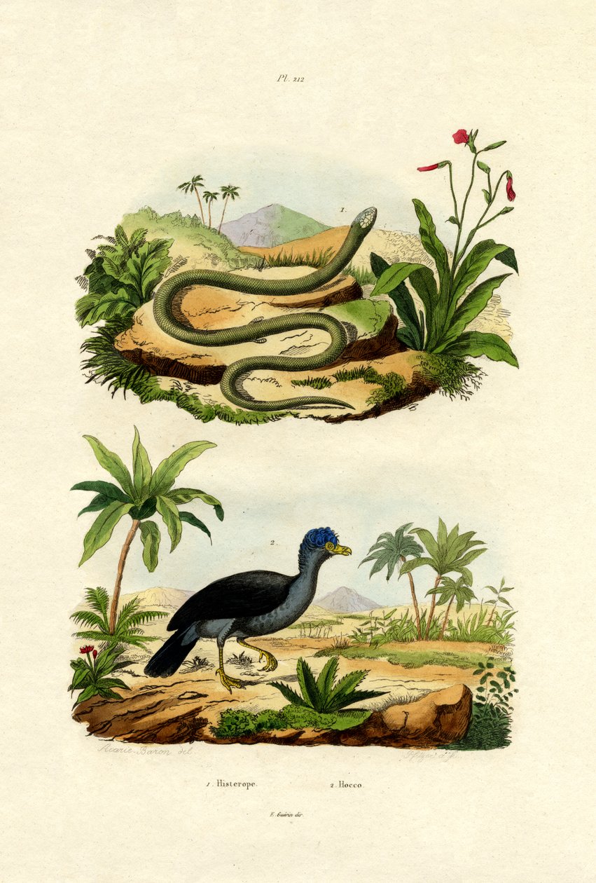 Slange, 1833-39 av French School