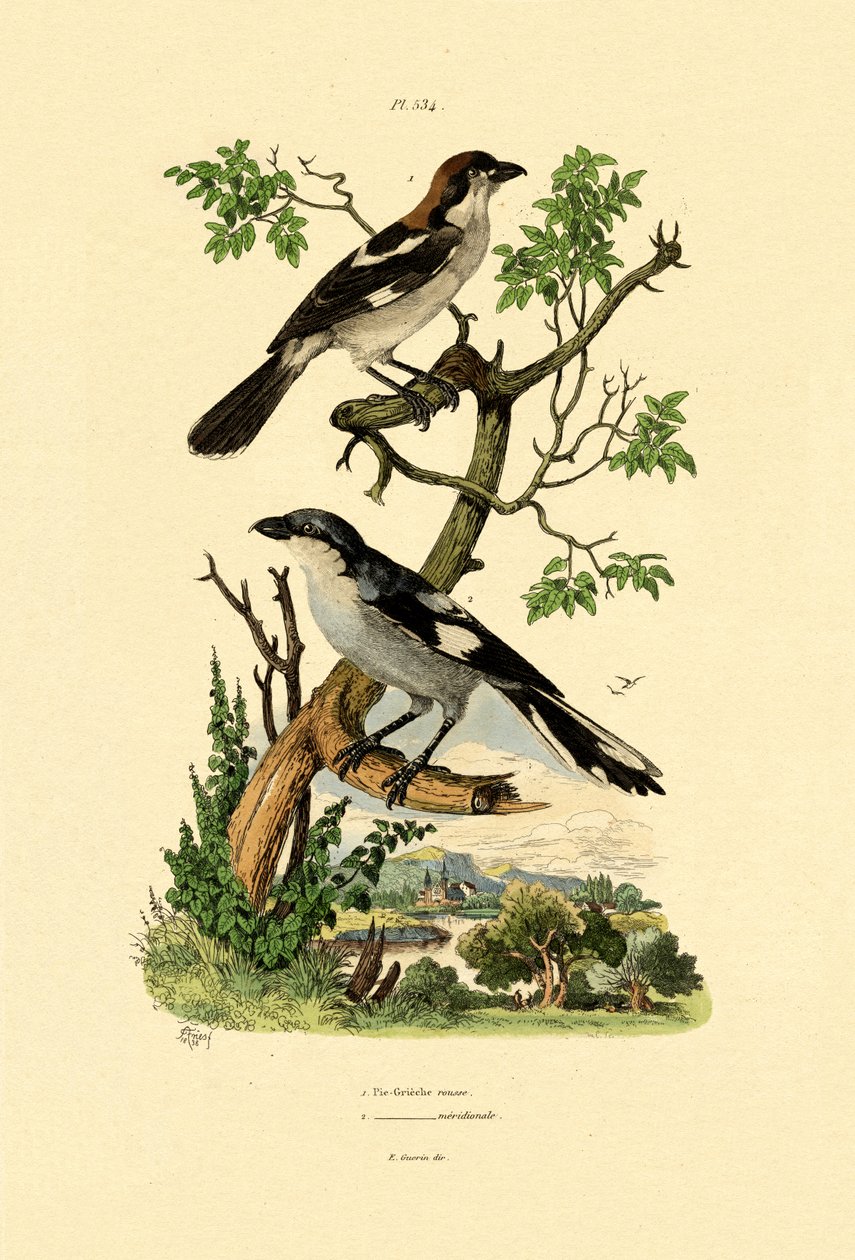 Southern Gray Shrike, 1833-39 av French School