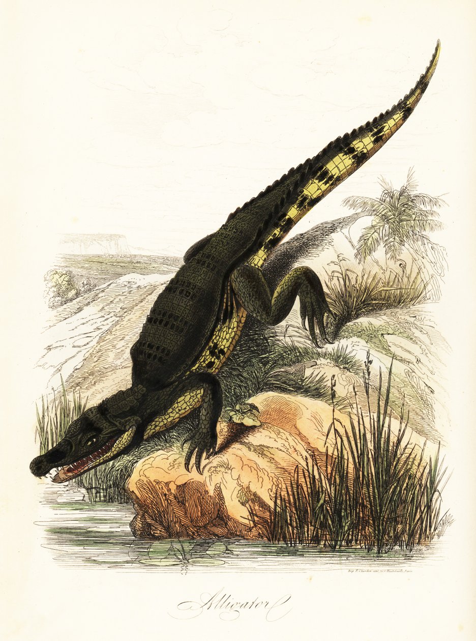 Brillekaiman, kaimankrokodil av French School