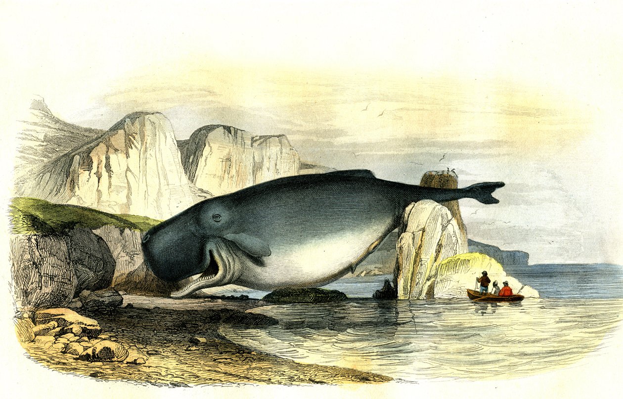 Spermhval (Physeter macrocephalus) - Planche hentet fra Histoire Naturelle av Bernard Germain de Lacepede (1856-1925), utgave P.Furme, Paris av French School