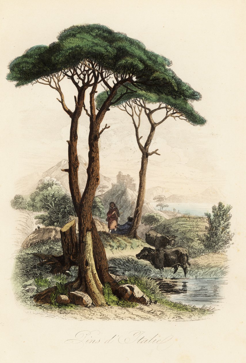 Steinfuru, Pinus pinea, også kjent som italiensk steinfuru, paraplyfuru og parasollfuru av French School