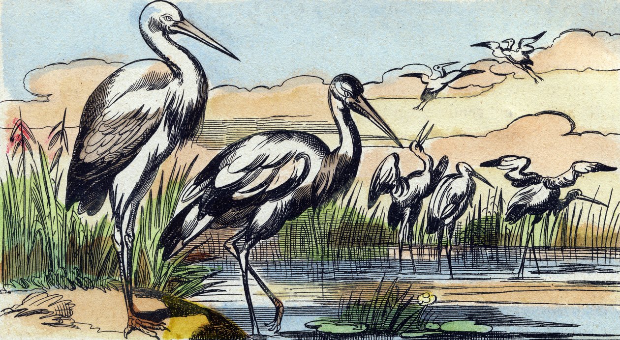 Stork. Gravering i "Buffon Alphabet des Oiseaux n 1". 3. Serie N 1. Avbildning av Epinal, Epinal, sent på 1800-tallet. 16 sider. Mål: 28x21cm av French School