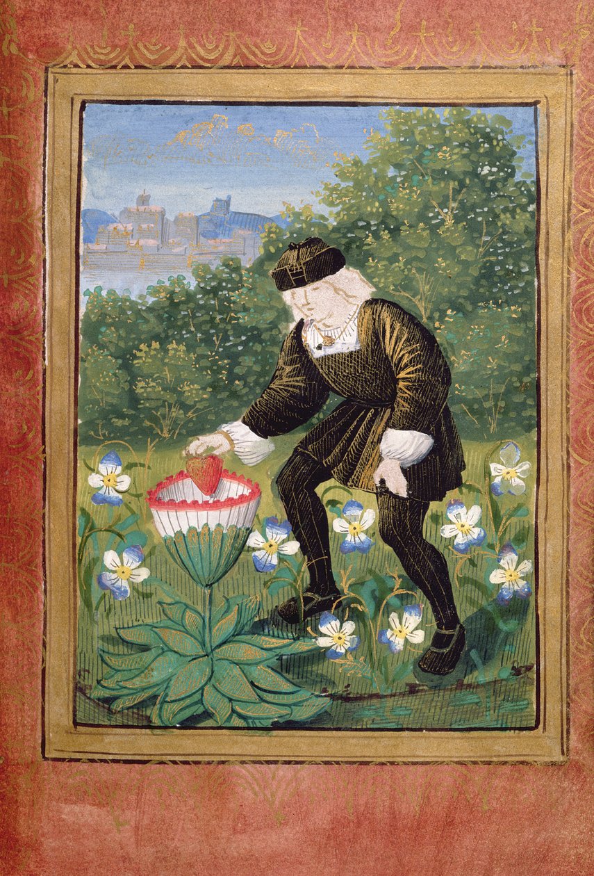 Stowe 955 ff.5v-6 Miniatyr av Pierre Sala som dropper "sitt" hjerte i en margueritt, fra "Petit Livre d
