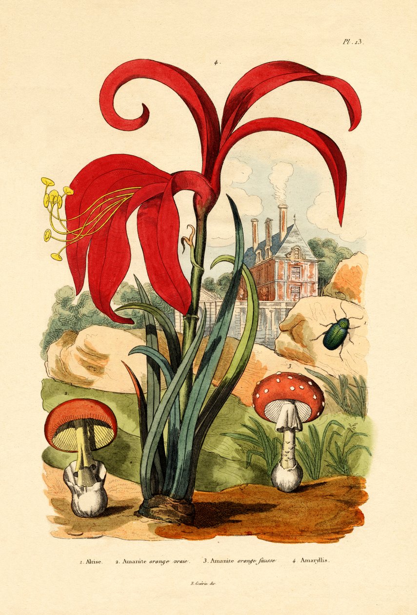 Stripete loppebille, 1833-39 av French School
