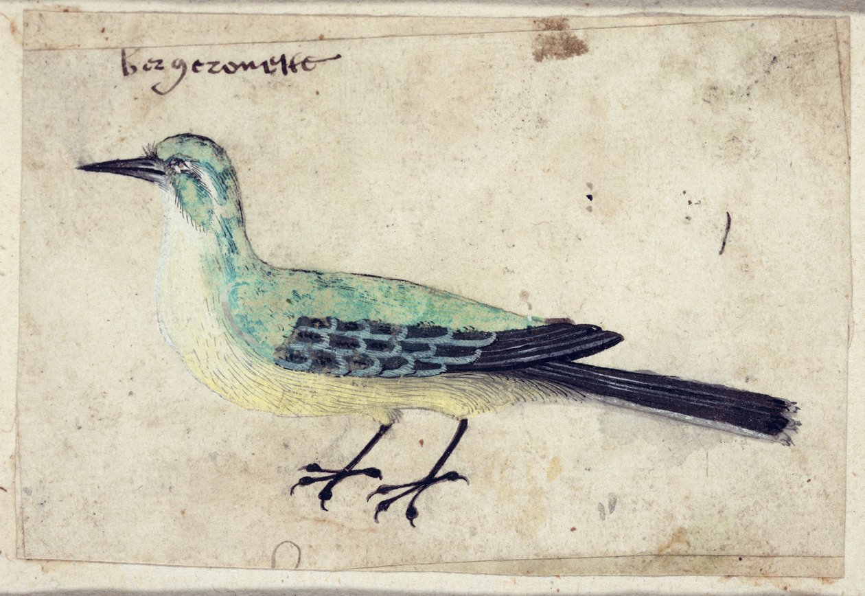Study of a Bird, ca. 1620 av French School