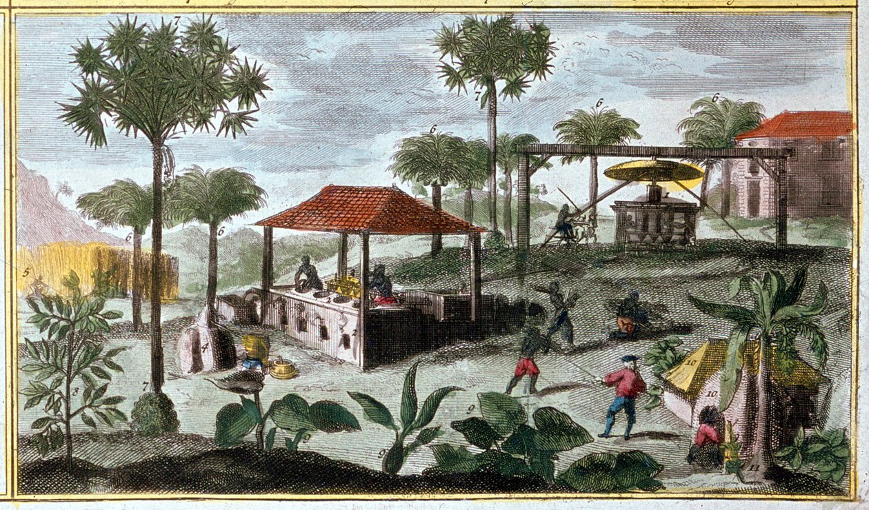 Sukkerproduksjon i Vestindia, detalj av 00155 - i "" Antillenes generelle historie bebodd av franskmennene av Du Tertre", tidlig på 1800-tallet av French School