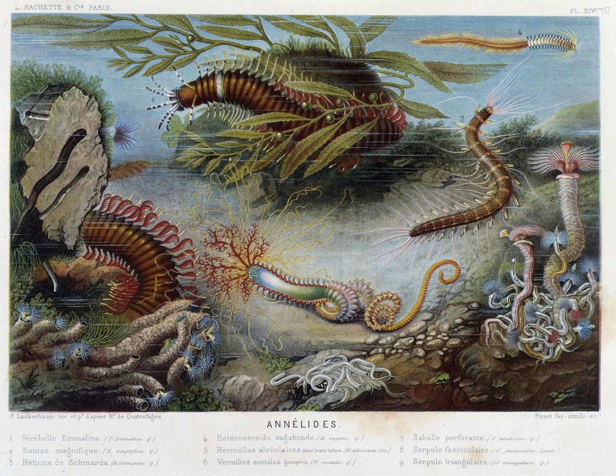 Sunapte de Duvernoy - i "" Le Monde de la Mer"" av Alfred Fredol. utg. Paris, Hackette. av French School