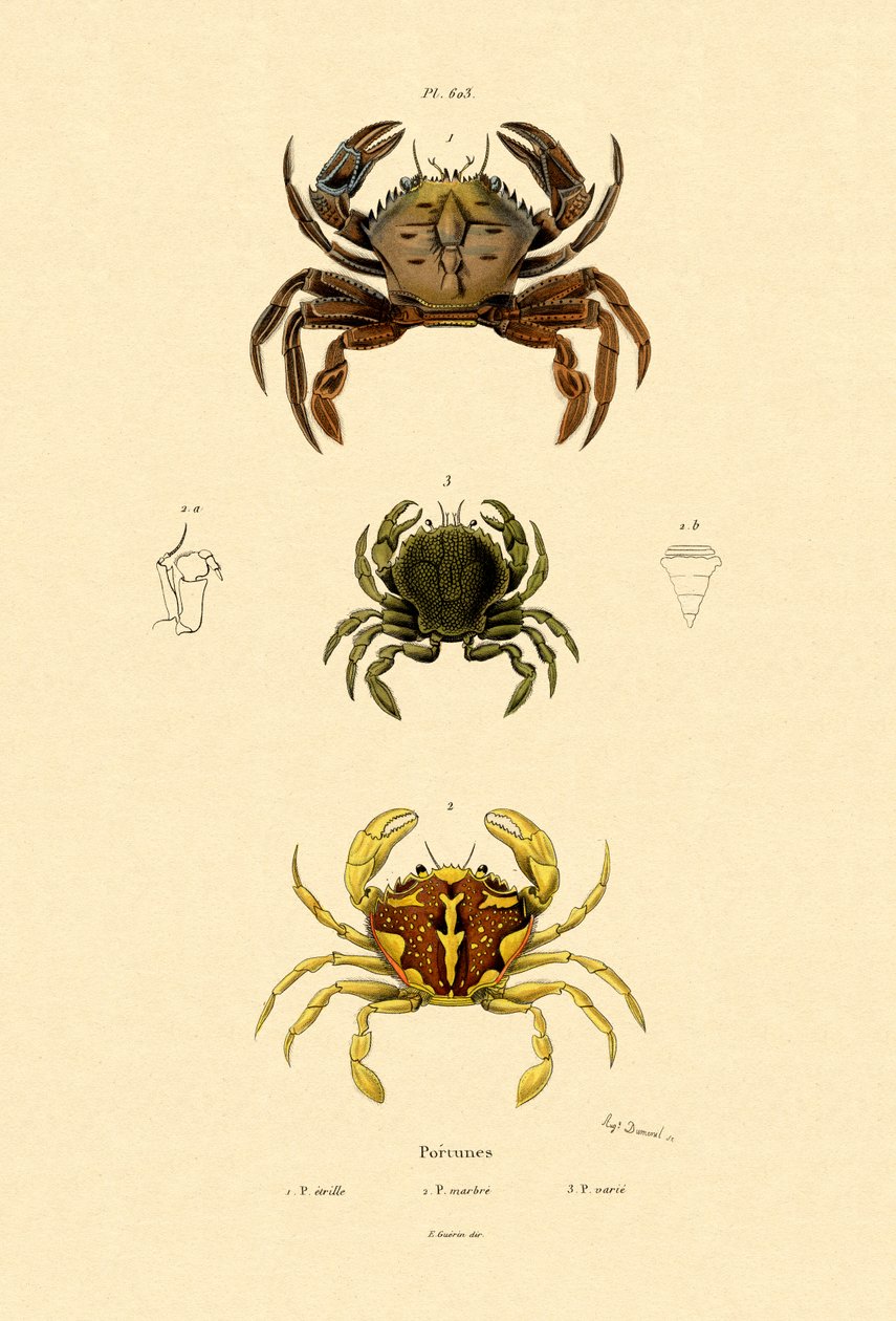 Svømmende krabber av French School