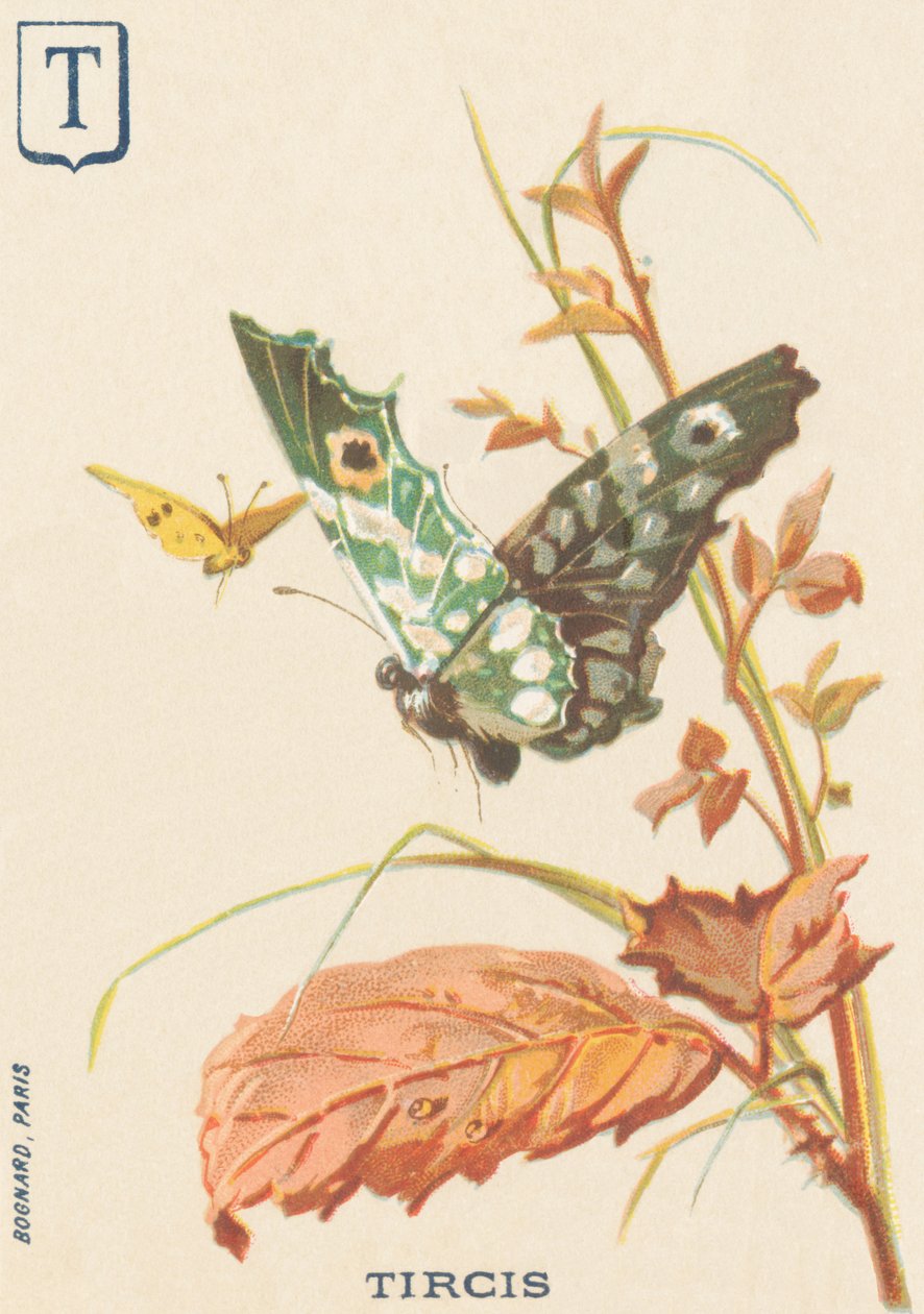 T: Tircis (Parge aegeria) av French School