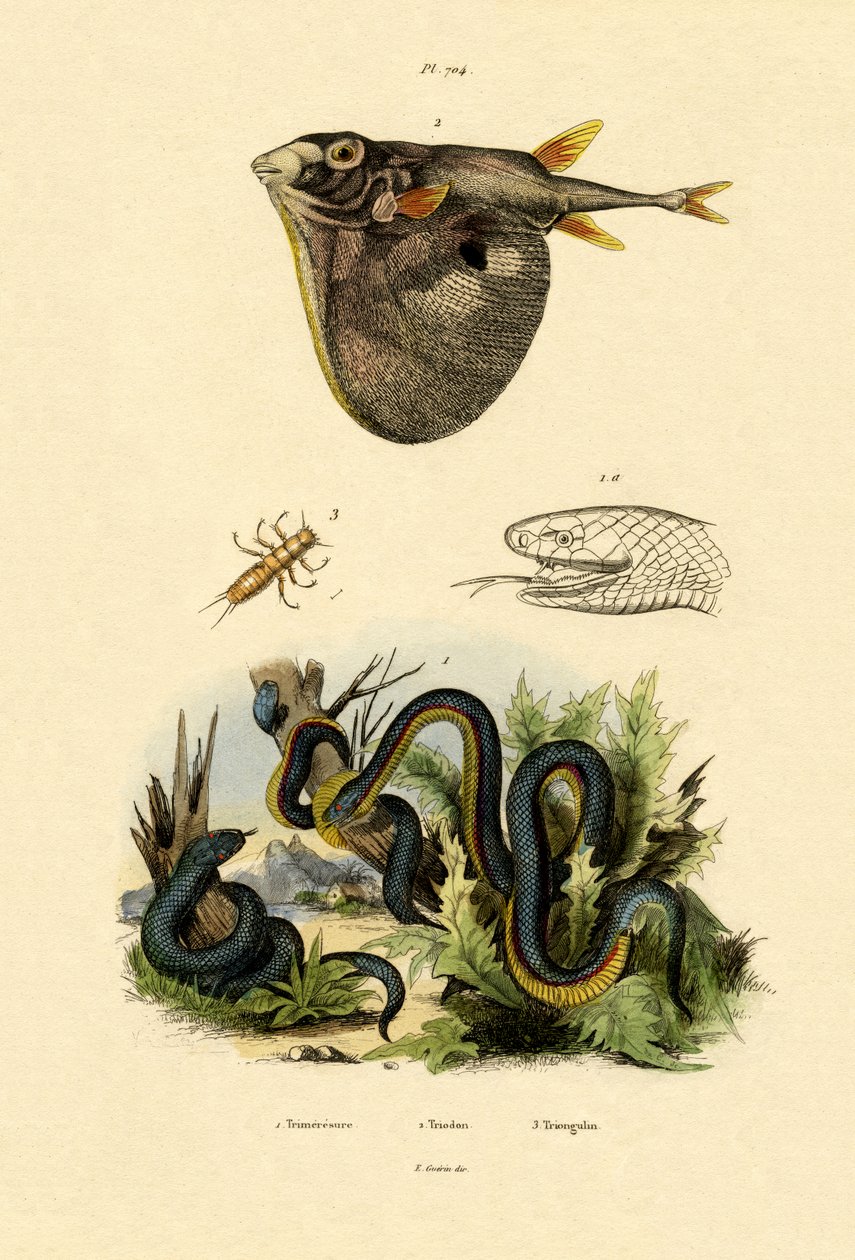Taiwan Habu, 1833-39 av French School