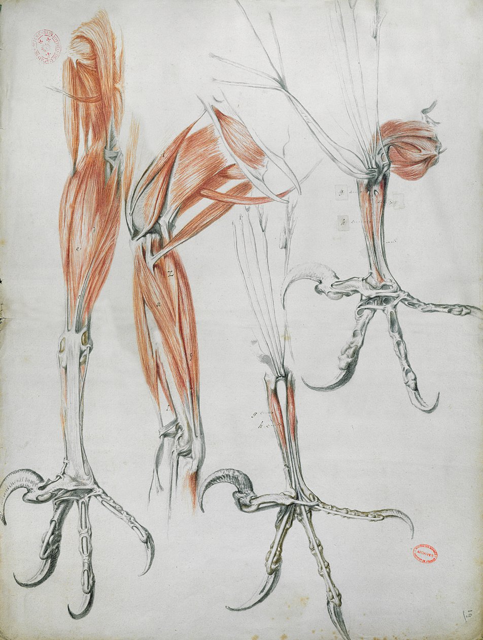 Talons of an eagle, fra La Mecanique des Animaux av Claude Perrault (1613-78) ca. 1670 (farget blyant på papir) av French School