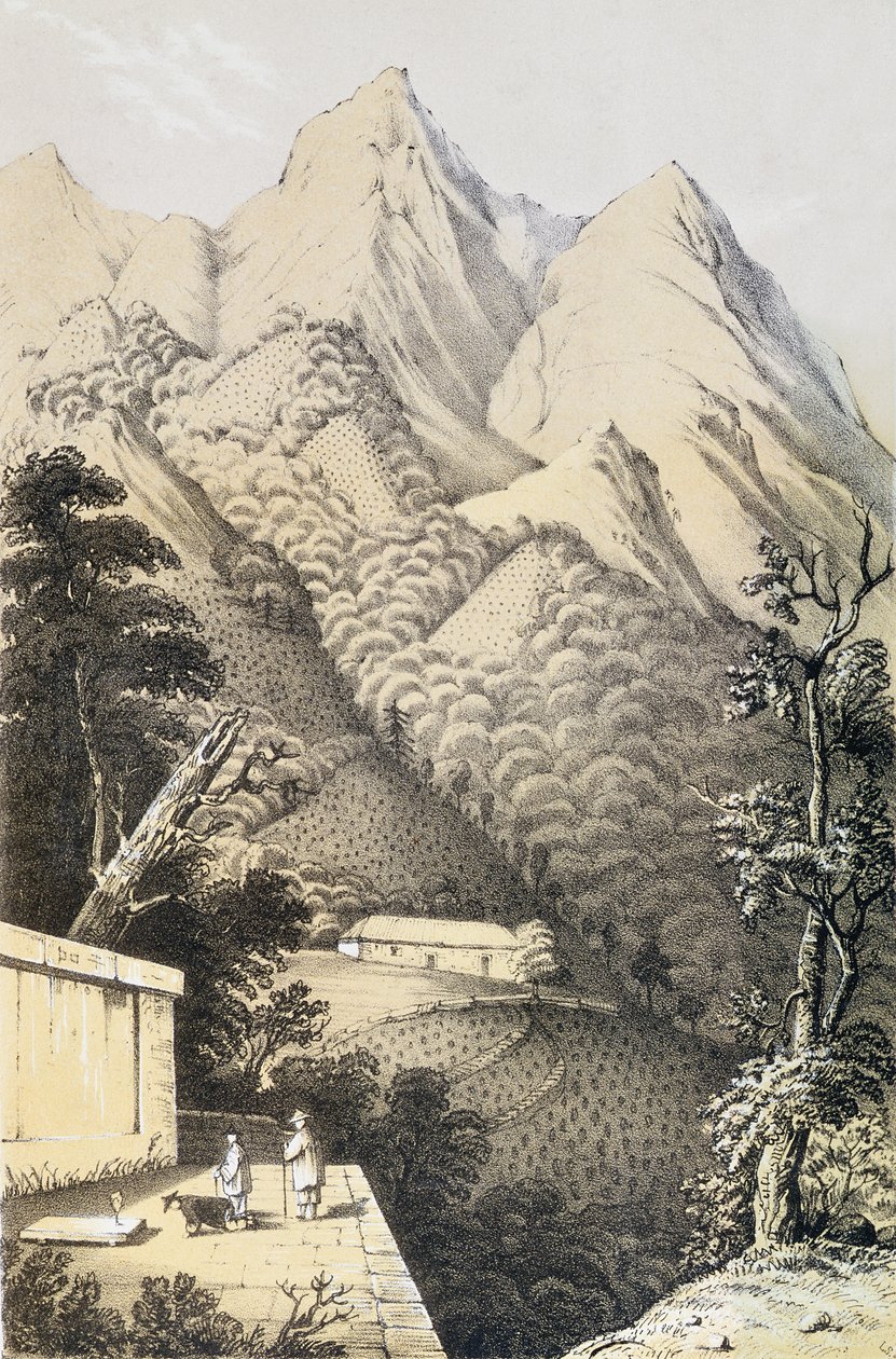 Teplantasjer i Green Tea-distriktet i Kina, hentet fra A Journey to the Tea Countries of China, først utgitt 1852, av Robert Fortune (1812-1880) av French School