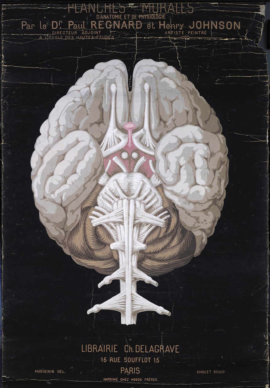 The Brain, fra Planches Murales dAnatomie et de Physiologie av Dr. Paul Regnard og Henry Johnson av French School