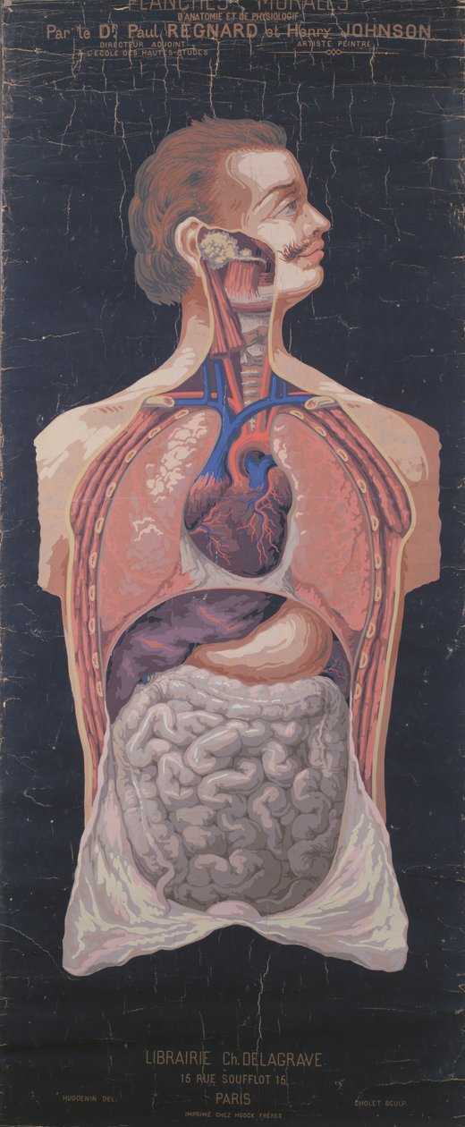 Brystet og magen, fra Planches Murales dAnatomie et de Physiologie av Dr. Paul Regnard og Henry Johnson av French School