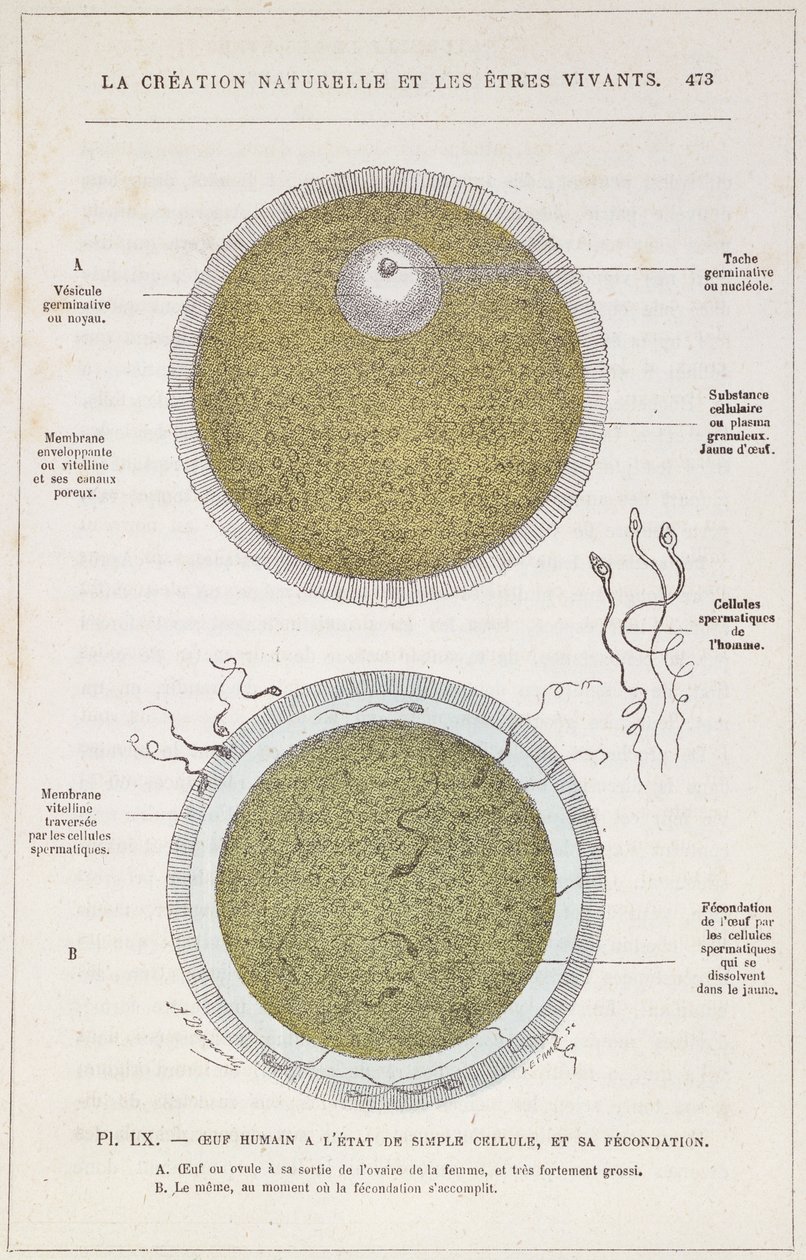 Befruktningen av et menneskelig egg, fra naturlig skapelse og levende vesener av Dr. J. Rengade, ca. 1880 av French School