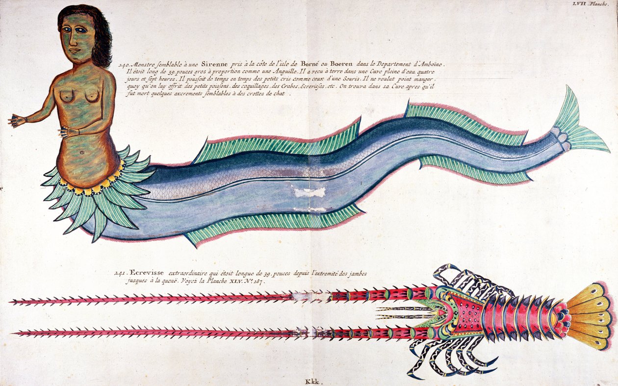 The Mermaid of Amboyna, fra "Fisk, kreps og krabber i forskjellige farger" av Louis Renard, utgitt i Amsterdam av French School