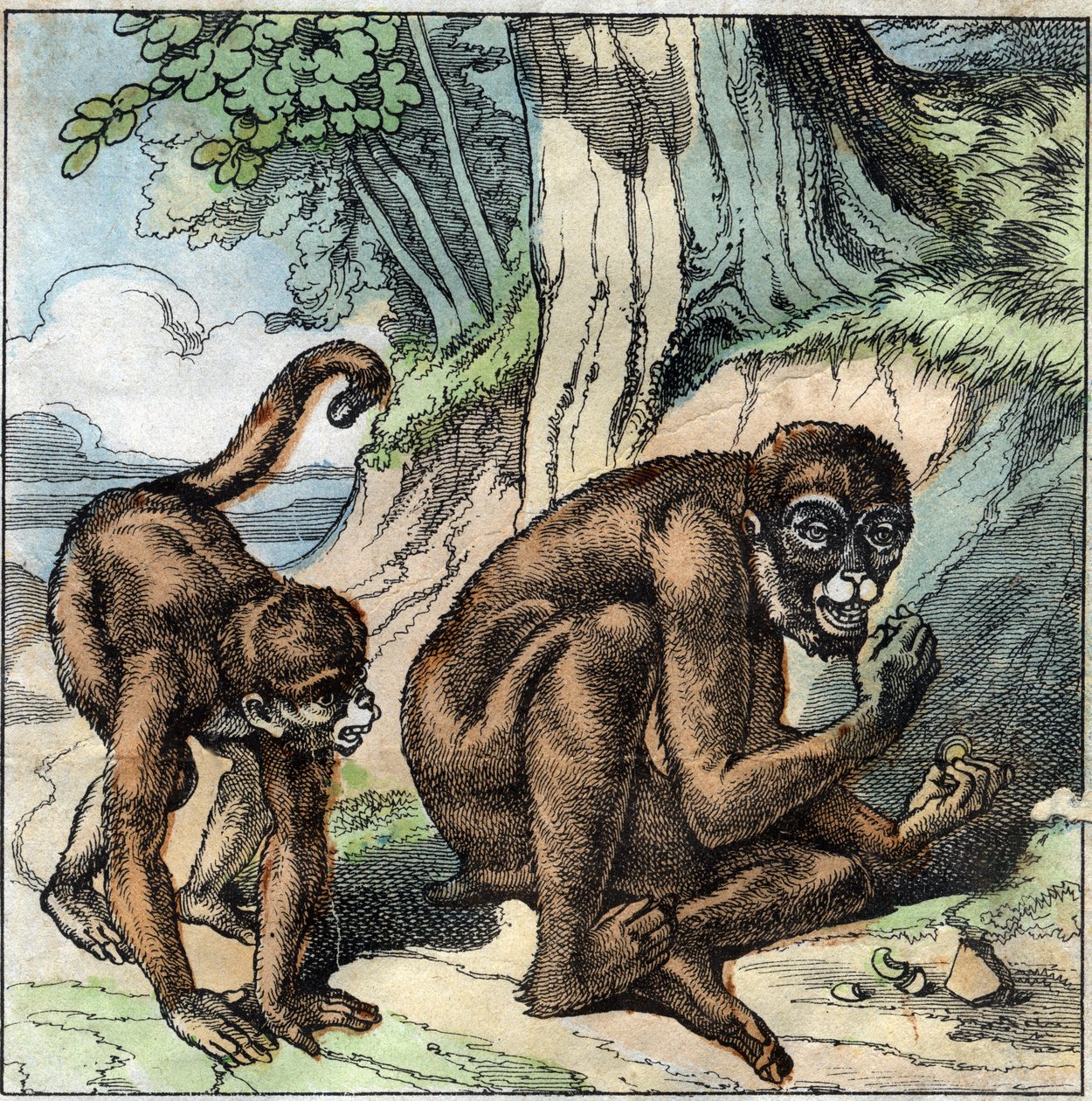 The Monkey and the nut. Fable by Jean-Pierre-Claris (Jean Pierre Claris) by Florian (1755-1794) novelist, poet and fabulist French. Illustration of the end of the 19th century. av French School