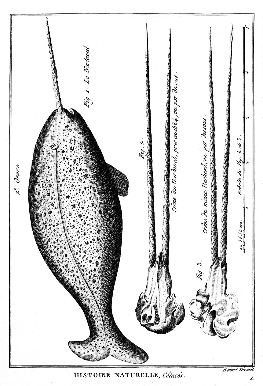 Narhvalen eller narhvalen, en hval - i "" Histoire naturelle"" - gravering, n.d. av French School
