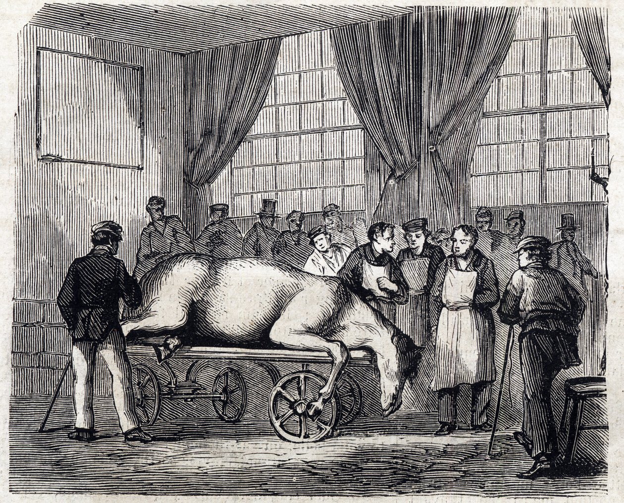 The National veterinary school of Alfort - Les grandes école de france - école veterinaire de maison alfort en 1866 - la salle d