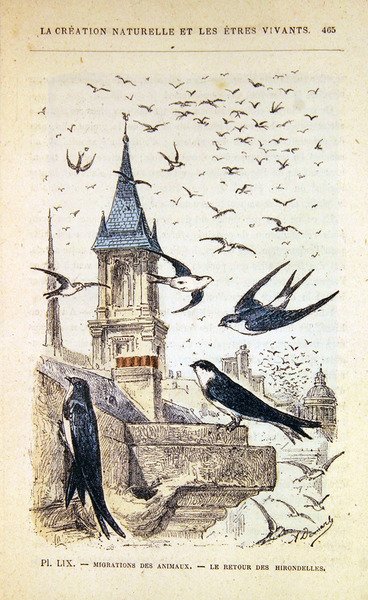 Svalenes retur. ca. 1880 (fargegravering) av French School