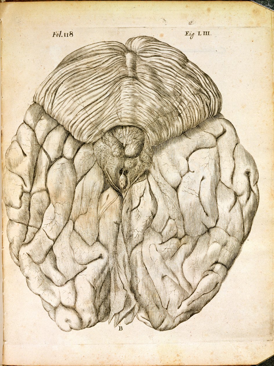 The Structure of the Brain, fra De Homine Figuris av Rene Descartes (1596-1650) utgitt i Haag, 1662 av French School