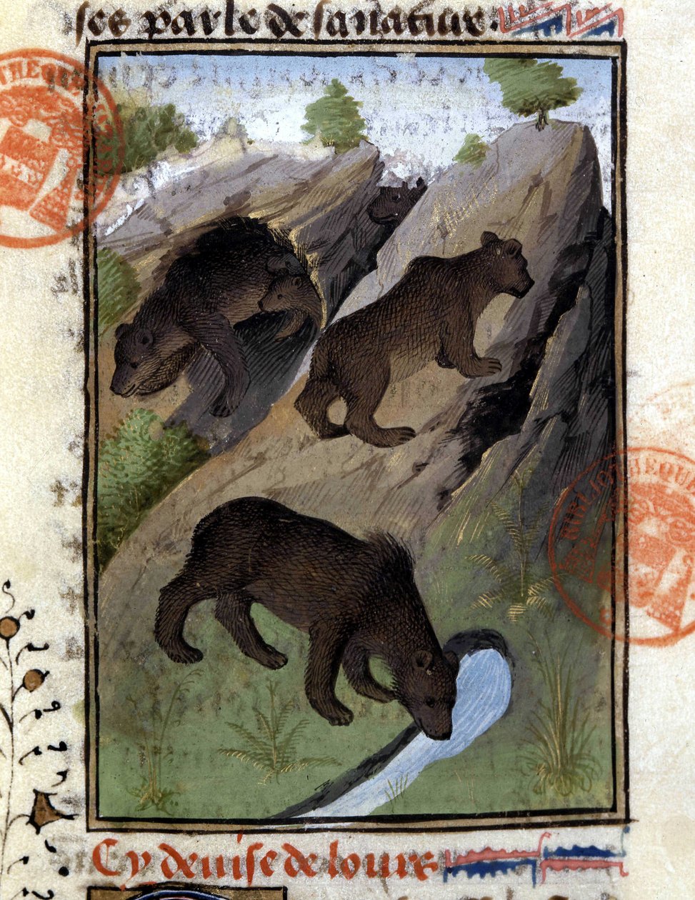 Bjørnen - i "" The Hunting Book of Gaston Phoebus, Count of Foix, Lord of Béarn"" av French School
