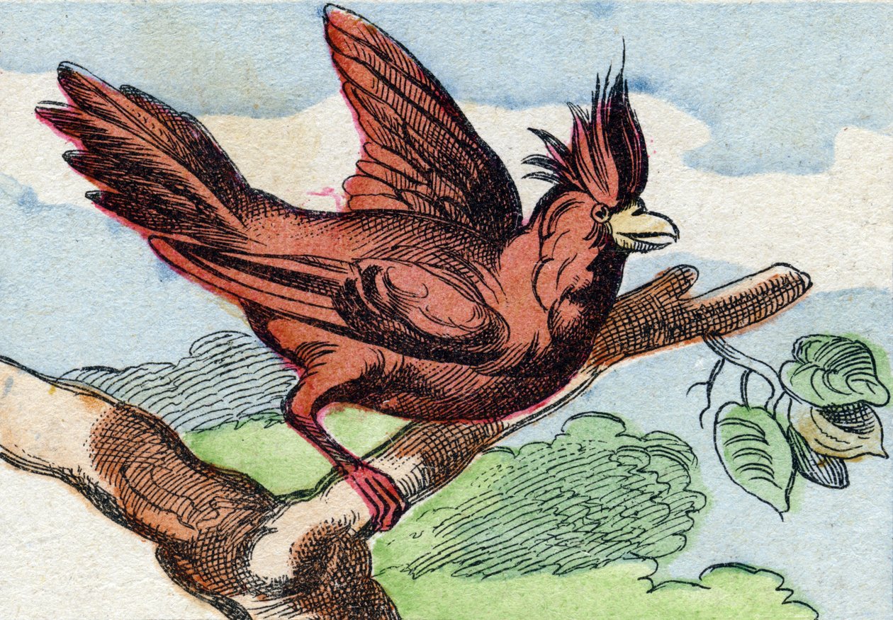 Kardinalen. Gravering i "Buffon Alphabet des Oiseaux n 2". 3. Serie N 2. Avbildning av Epinal, Epinal, sent på 1800-tallet. 16 sider. Mål: 28x21cm av French School