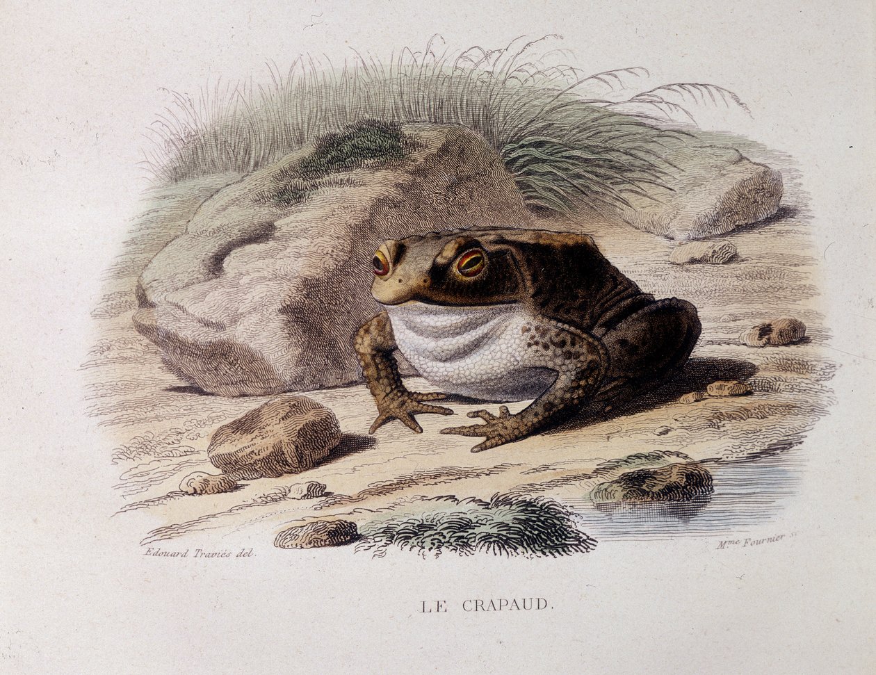 Den vanlige padden (Bufo bufo) - i "" Lacepede"" av French School