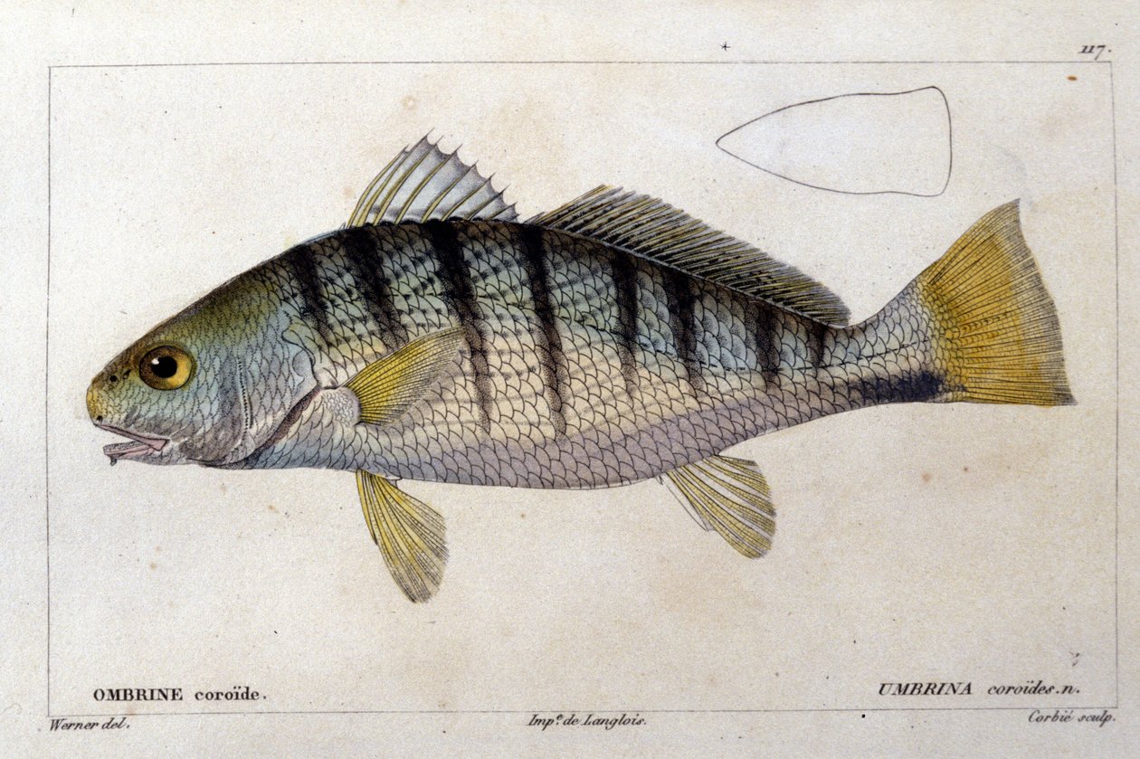The coroid umbrine etter ""Natural history of fish"" av Cuvier, Valenciennes, Paris av French School