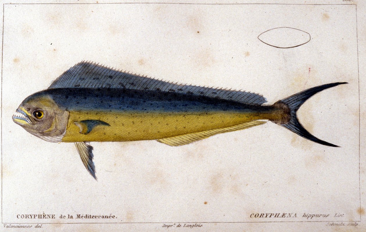 Middelhavets delfinfisk etter "fiskens naturhistorie" av Cuvier, Valenciennes, Paris av French School