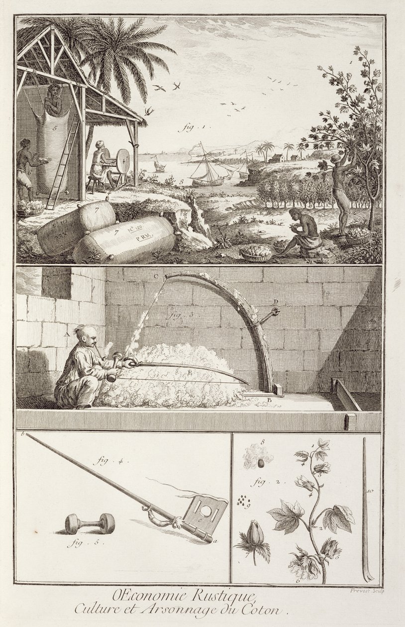 Dyrking av bomull, fra Encyclopedia av Denis Diderot (1713-84), gravert av A. Provost (fl.1834-55), ca. 1760 av French School