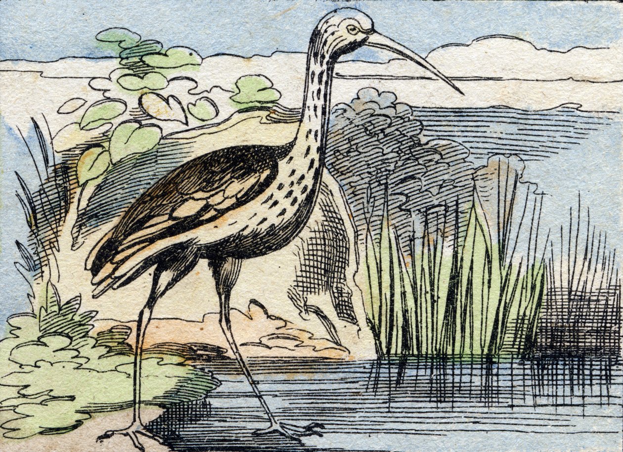 Krøllen . Gravering i "Buffon Alphabet des Oiseaux n 2". 3. Serie N 2. Avbildning av Epinal, Epinal, sent på 1800-tallet. 16 sider. Mål: 28x21cm av French School