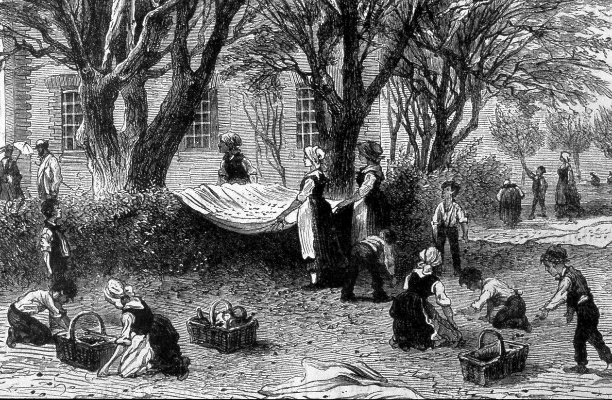 Høsten av oliven i Provence - i "" Industriens underverker"", slutten av 1800-tallet av French School