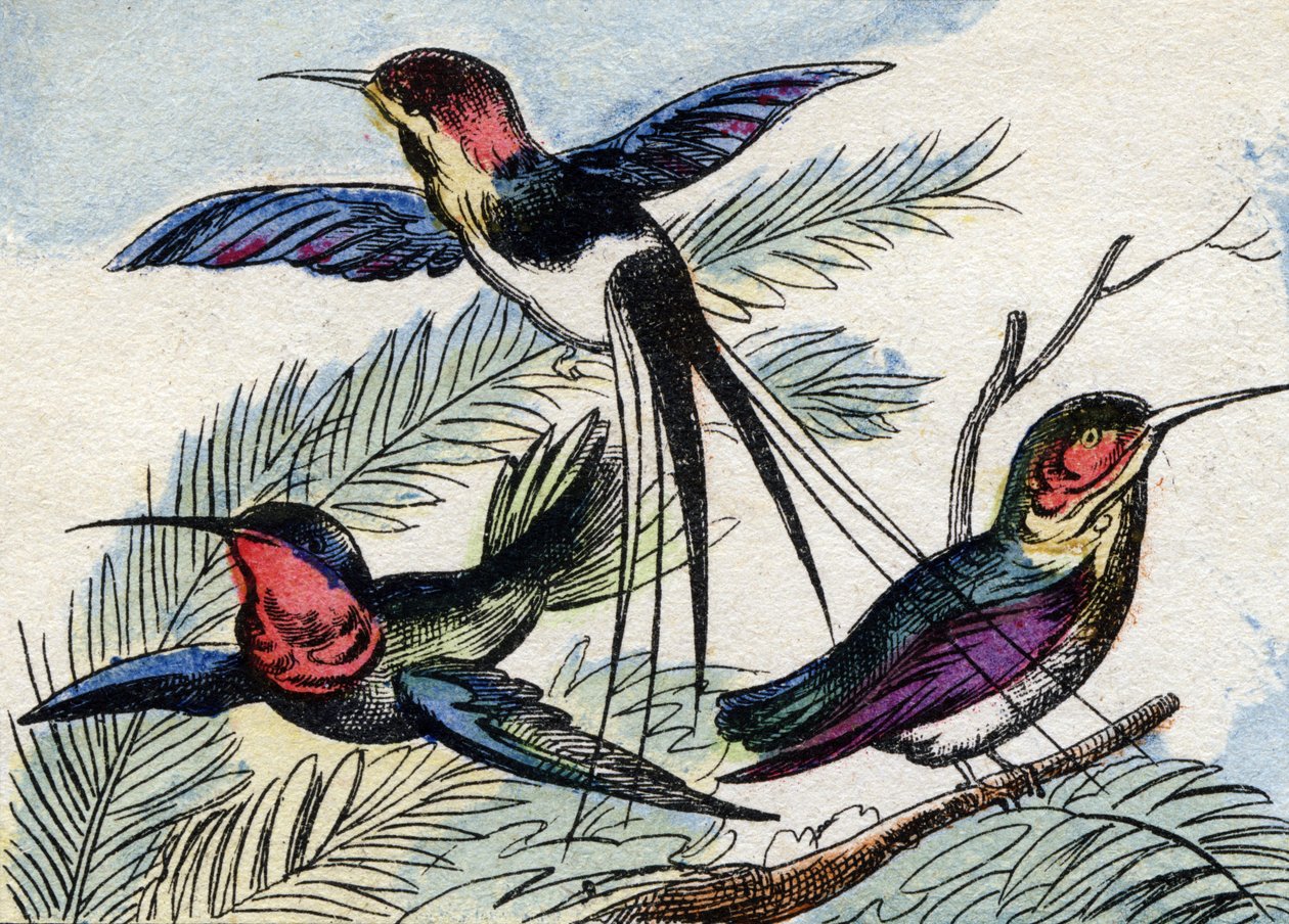 Kolibrien. Gravering i "Buffon Alphabet des Oiseaux n 2". 3. Serie N 2. Avbildning av Epinal, Epinal, sent på 1800-tallet. 16 sider. Mål: 28x21cm av French School