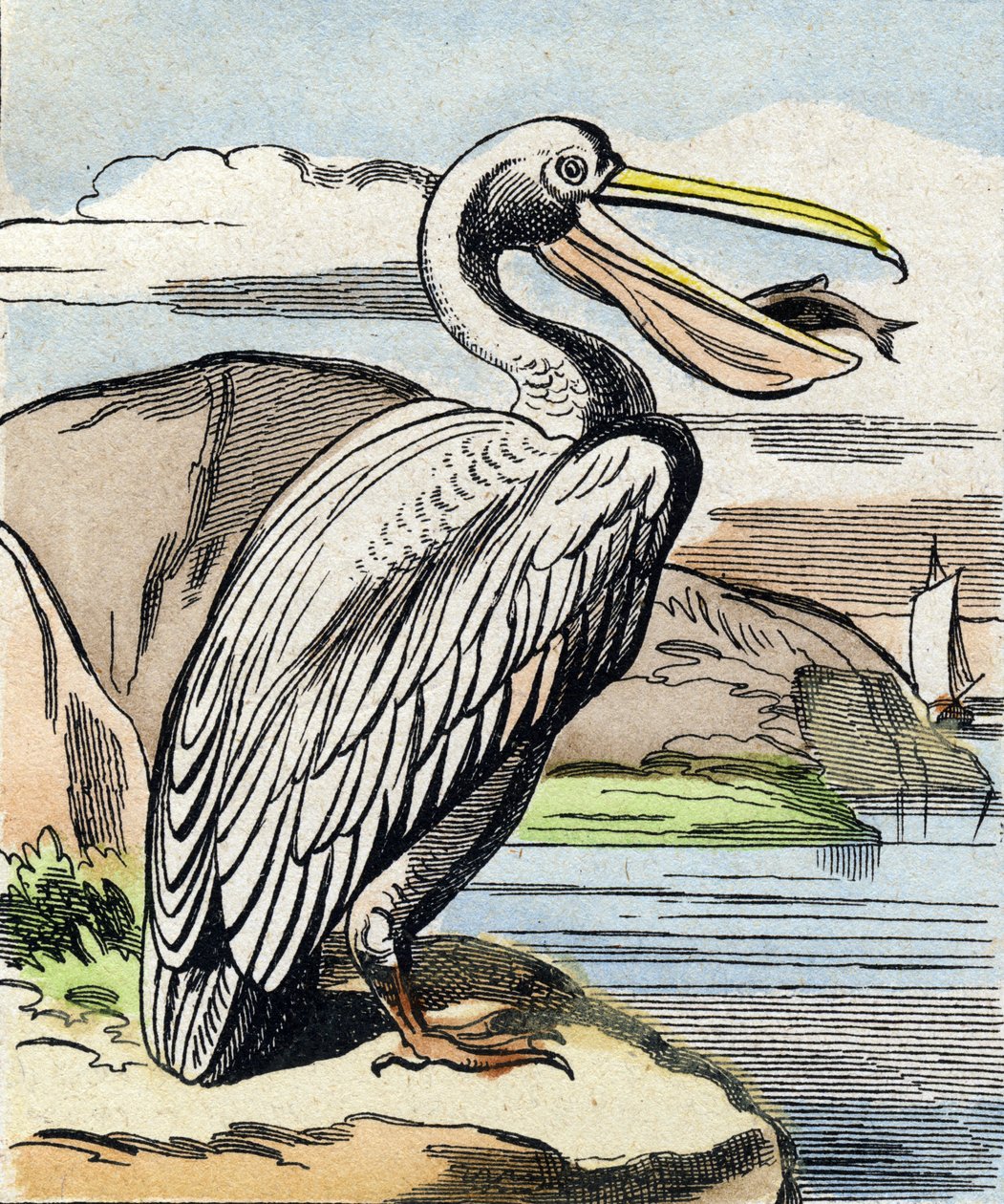 Pelikanen. Gravering i "Buffon Alphabet des Oiseaux n 1". 3. Serie N 1. Avbildning av Epinal, Epinal, sent på 1800-tallet. 16 sider. Mål: 28x21cm av French School
