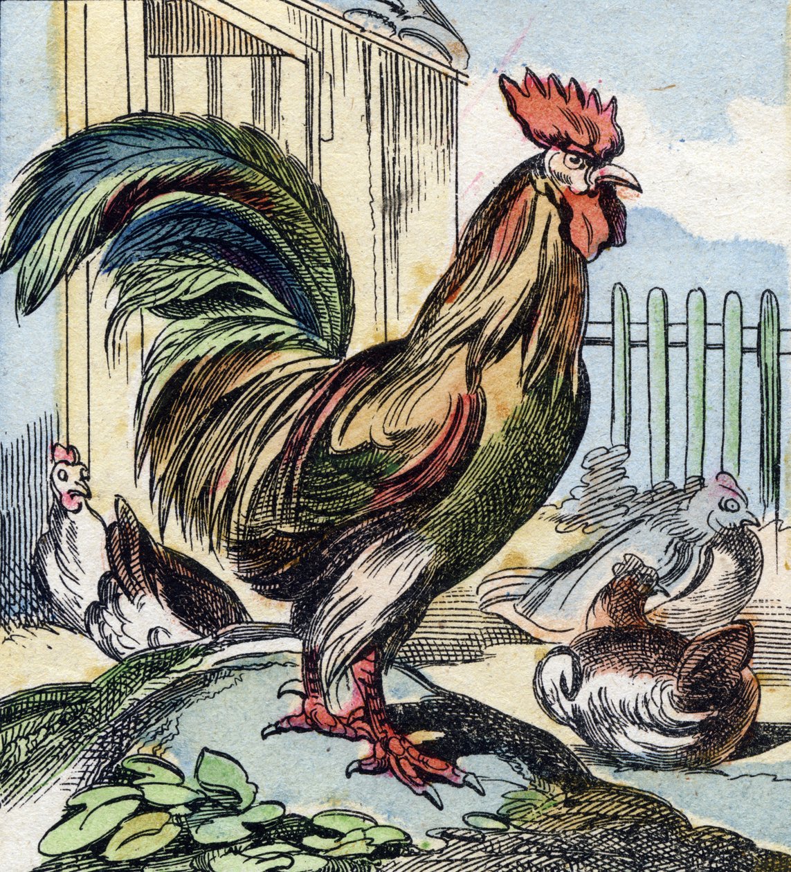 Hanen. Gravering i "Buffon Alphabet des Oiseaux n 2". 3. Serie N 2. Avbildning av Epinal, Epinal, sent på 1800-tallet. 16 sider. Mål: 28x21cm av French School