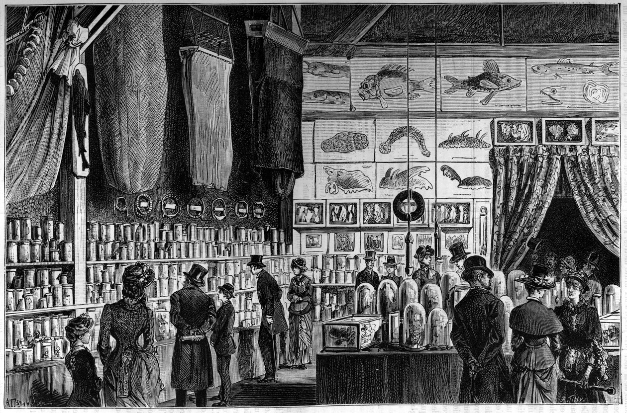 The zoological exhibition at the Natural History Museum in Paris, collections gathered during the scientific expeditions of the Worker and Talisman ships av French School