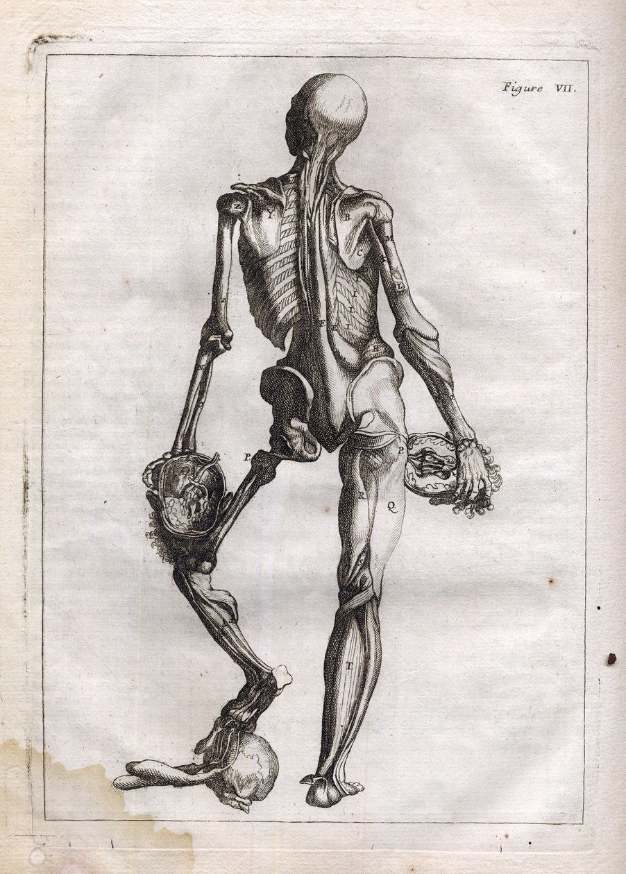 Denne figuren kan tilfredsstille nysgjerrigheten til de som ønsker å se Corps depouille to the Bones - gravering i "Abstract Anatomy, accommodated to the arts of painting and sculpture" - "" Abrege d
