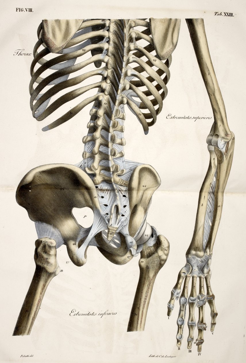 Thorax, fra anatomiske plater av menneskekroppen utført i henhold til naturlige dimensjoner, ledsaget av en forklarende tekst utgitt av cte de Lasteyrie av French School