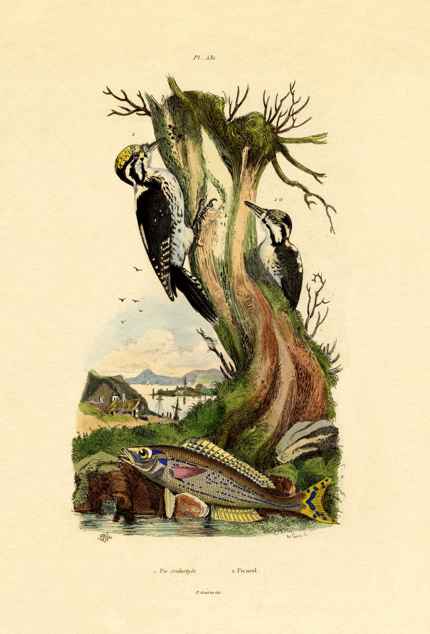 Tretået spett, 1833-39 av French School