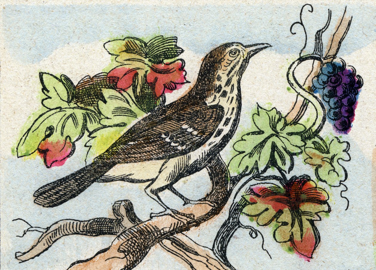 Trost. Gravering i "Buffon Alphabet des Oiseaux n 1". 3. Serie N 1. Avbildning av Epinal, Epinal, sent på 1800-tallet. 16 sider. Mål: 28x21cm av French School