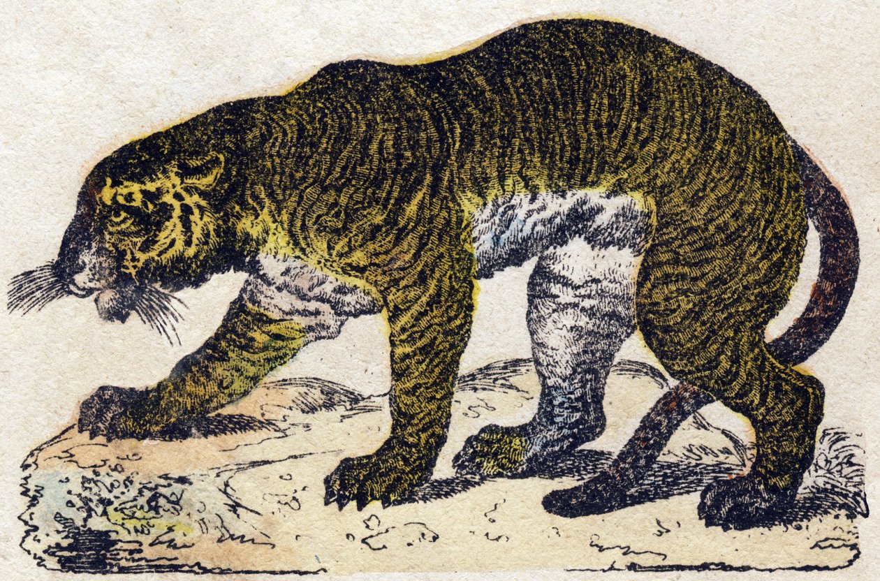 Tiger. Gravering i "" Alphabet des animaux sauvages"". 9. serie. Bilder av Epinal, Pellerin, trykkeri-utgiver, ca. 1870. Graveringer på tre, stensilert. 16 sider. Mål: 20 x 15 cm. Privat samling av French School