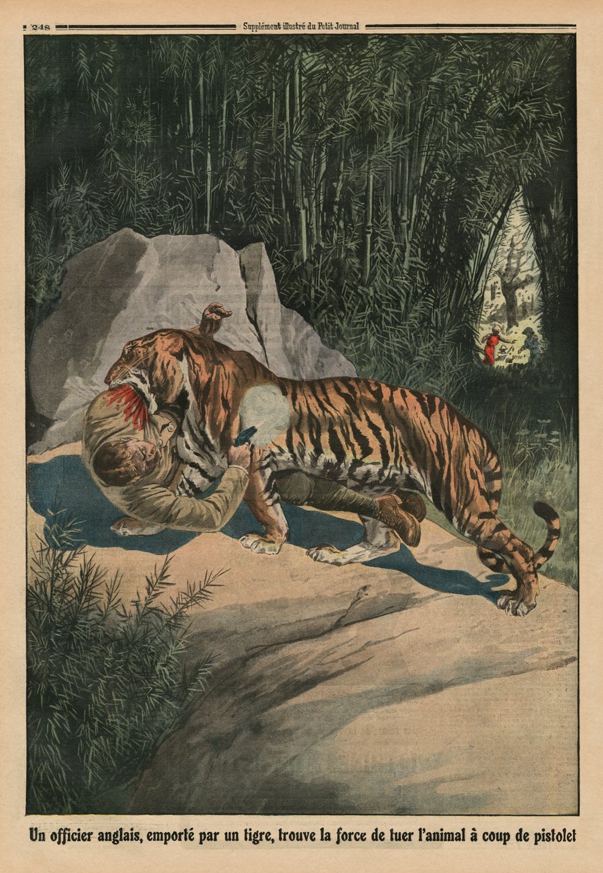 Tiger angriper en britisk offiser, baksideillustrasjon fra 